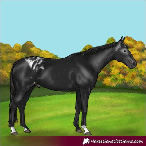 Horse Color:Gray Black Appaloosa 