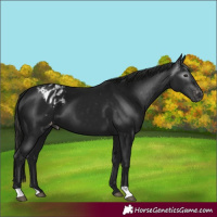 Horse Color:Gray Black Appaloosa 