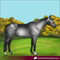 Horse Color:Gray Black Blanket 