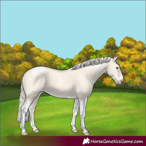 Horse Color:Cremello Dun Tobiano