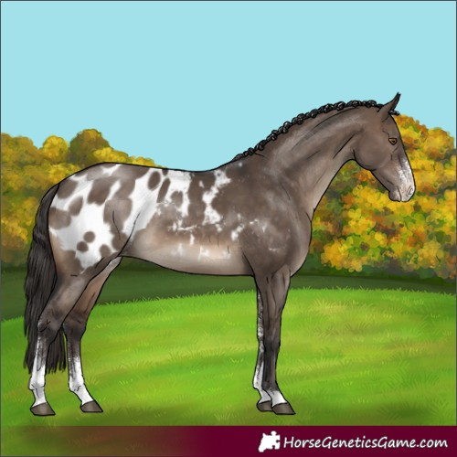 Horse Color:Brown Dun Sabino Appaloosa 