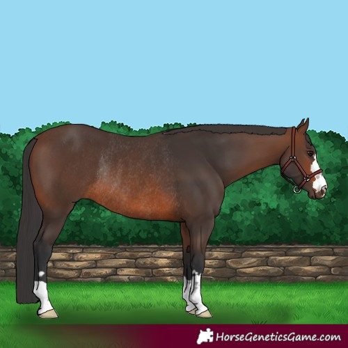 Horse Color:Brown Rabicano 