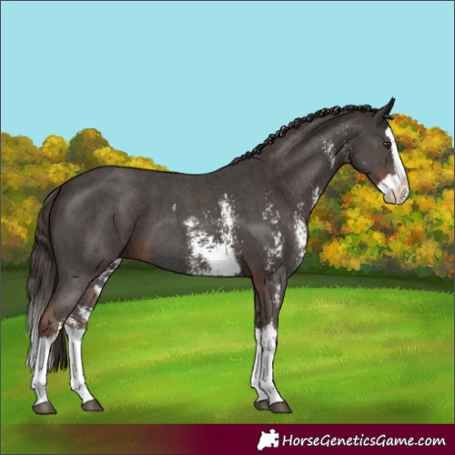 Horse Color:Liver Chestnut Sabino Splash  and Liver Chestnut Sabino Splash 