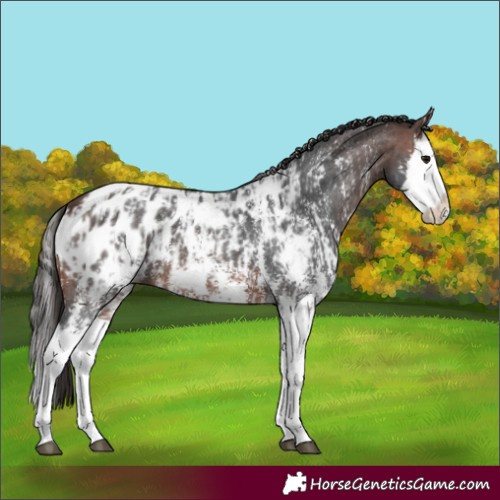 Horse Color:Brown Sabino Splash Appaloosa and Brown Sabino Splash Appaloosa