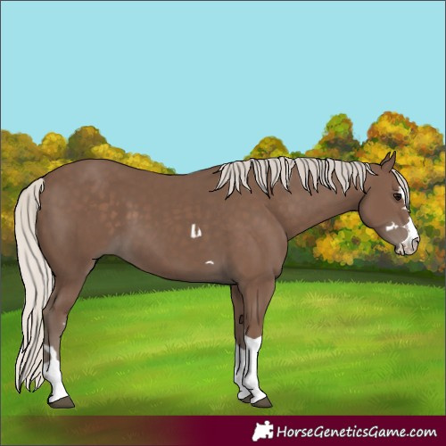 Horse Color:Silver Black