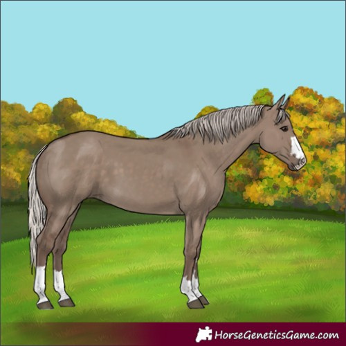 Horse Color:Silver Grullo