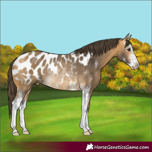 Horse Color:Buckskin Sabino Appaloosa Rabicano