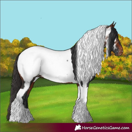 Horse Color:Bay Tobiano Appaloosa
