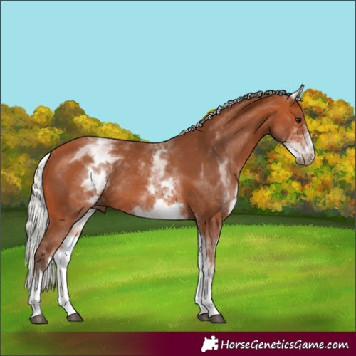 Horse Color:White Spotted Silver Bay Rabicano