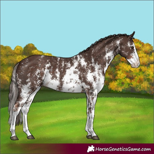 Horse Color:Liver Chestnut Sabino Splash