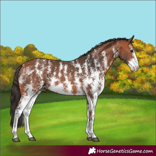 Horse Color:Bay Sabino Rabicano 