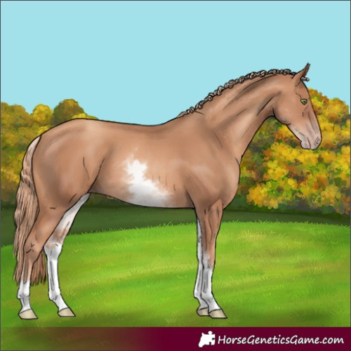 Horse Color:White Spotted Gold Champagne Rabicano