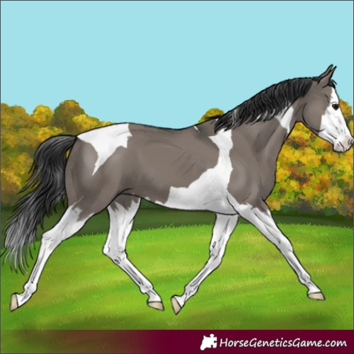 Horse Color:Grullo Splash Tobiano 