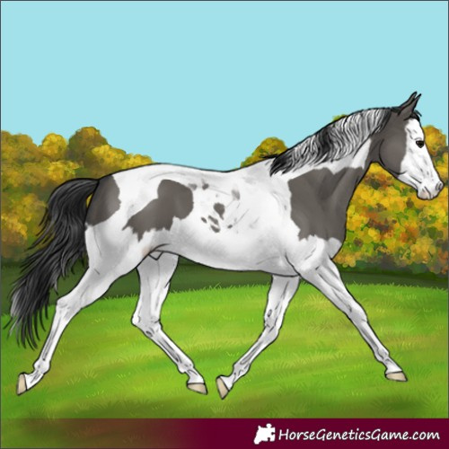 Horse Color:Grullo Splash Tobiano