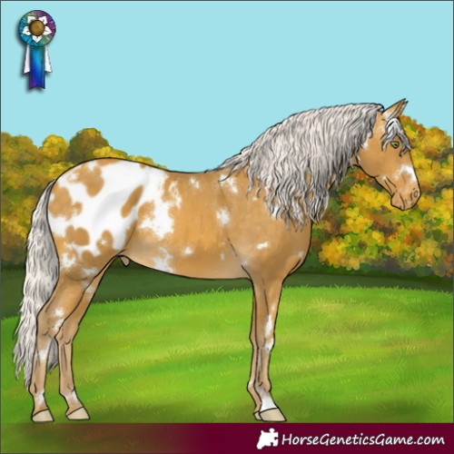 Horse Color:White Spotted Silver Sable Cream Champagne Appaloosa
