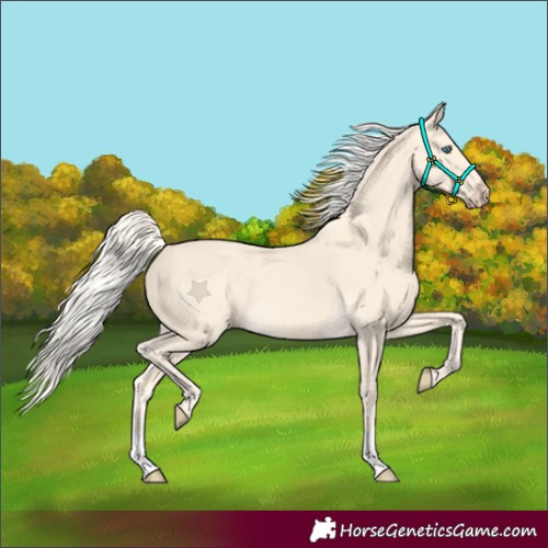 Horse Color:Cremello