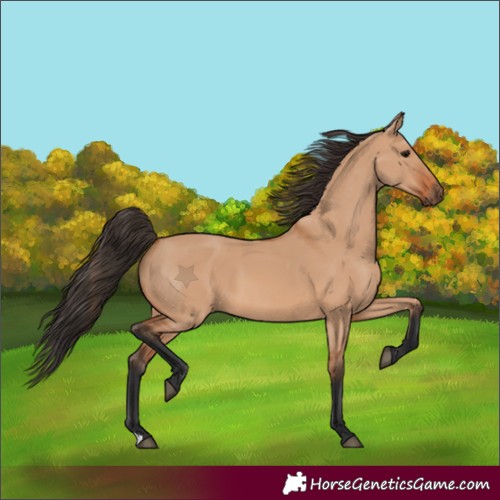 Horse Color:Bay Dun