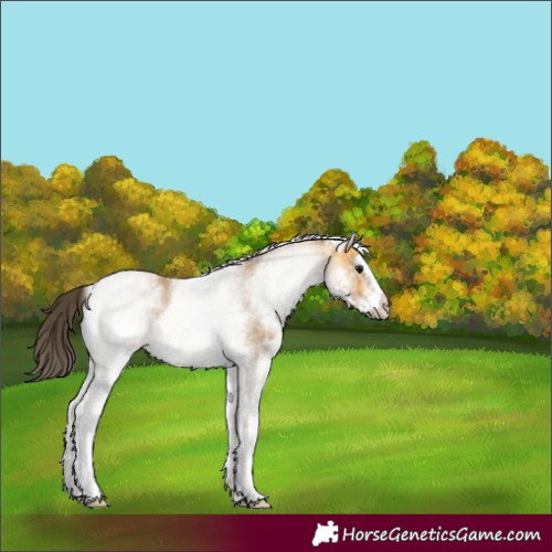 Horse Color:White Spotted Buckskin 