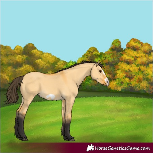 Horse Color:Buckskin Dun Frame 
