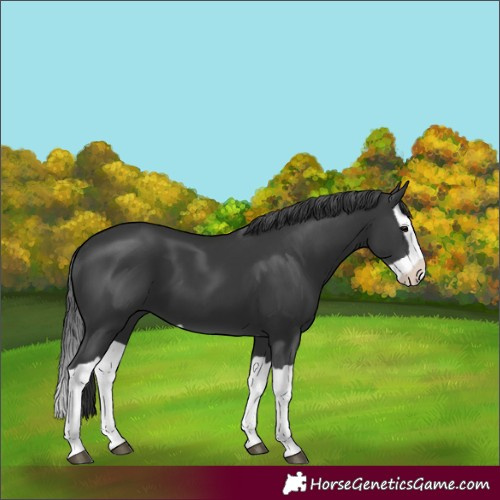 Horse Color:Black Splash 