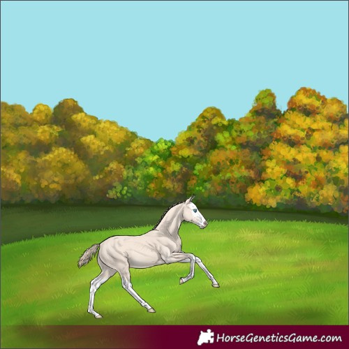 Horse Color:Perlino Splash 