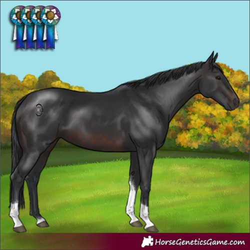 Horse Color:Brown Tobiano