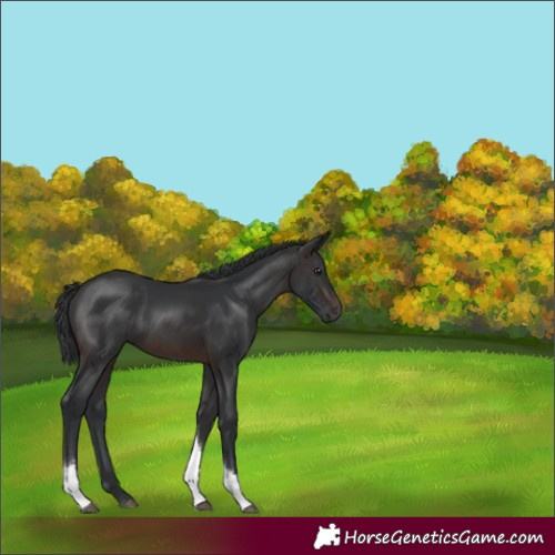 Horse Color:Brown Tobiano 