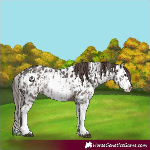 Horse Color:Liver Chestnut Sabino Splash Leopard  and Liver Chestnut Sabino Splash Frame Leopard 