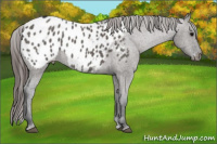 Horse Color:Grullo Appaloosa 