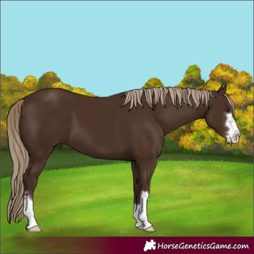 Horse Color:Unknown 