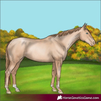 Horse Color:Gold Champagne Pearl Rabicano  and Gold Champagne Pearl Rabicano 