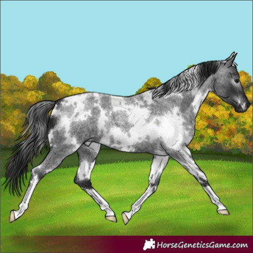 Horse Color:Gray White Spotted Smoky Blue Roan 