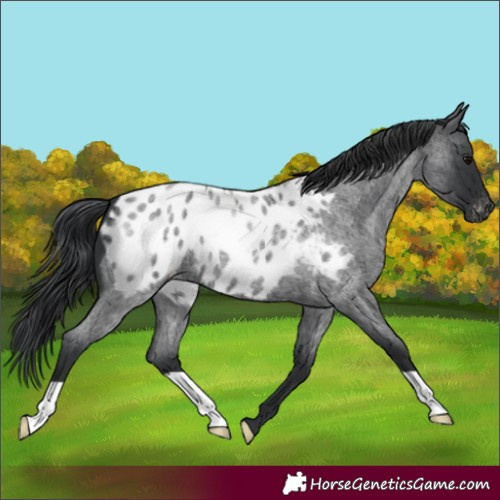 Horse Color:Blue Roan Appaloosa 
