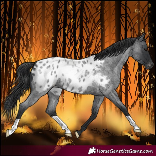 Horse Color:Blue Roan Blanket 