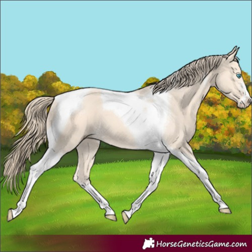 Horse Color:Perlino Tobiano 