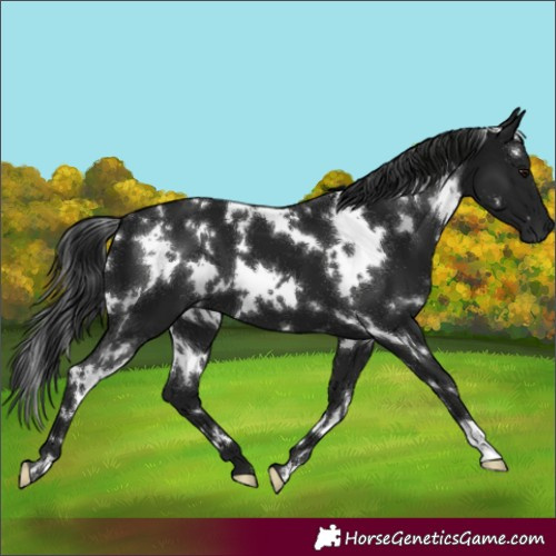 Horse Color:Gray White Spotted Smoky Black 