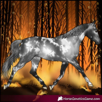 Horse Color:Gray White Spotted Smoky Black