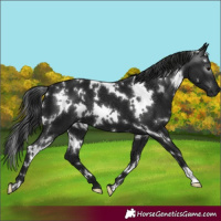 Horse Color:Gray White Spotted Smoky Black 