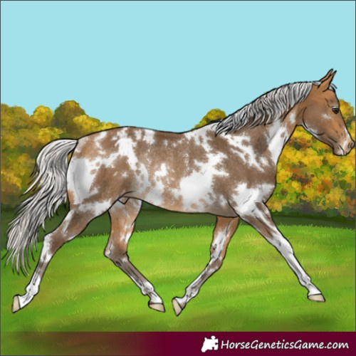 Horse Color:White Spotted Silver Buckskin Appaloosa Rabicano 