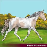 Horse Color:Smoky Creme Tobiano Appaloosa