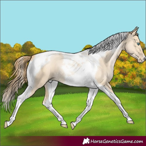 Horse Color:Smoky Grullo Pearl Tobiano