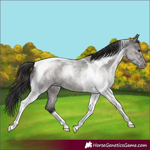 Horse Color:Smoky Grullo Roan Tobiano 