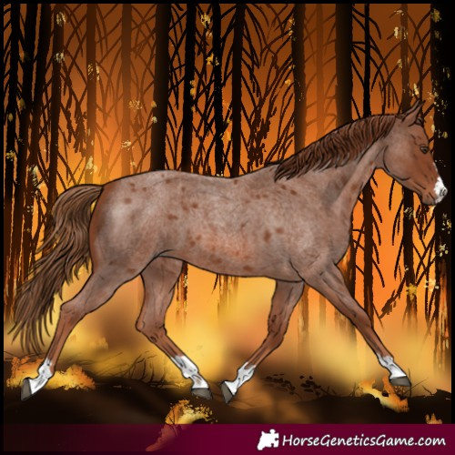 Horse Color:Red Roan 
