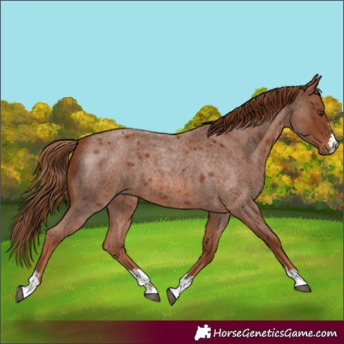 Horse Color:Red Roan 