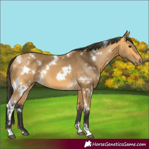 Horse Color:White Spotted Buckskin