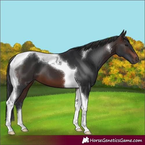 Horse Color:Brown Tobiano 