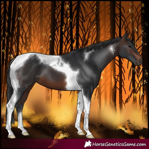 Horse Color:Brown Tobiano