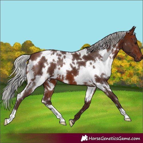 Horse Color:White Spotted Silver Brown