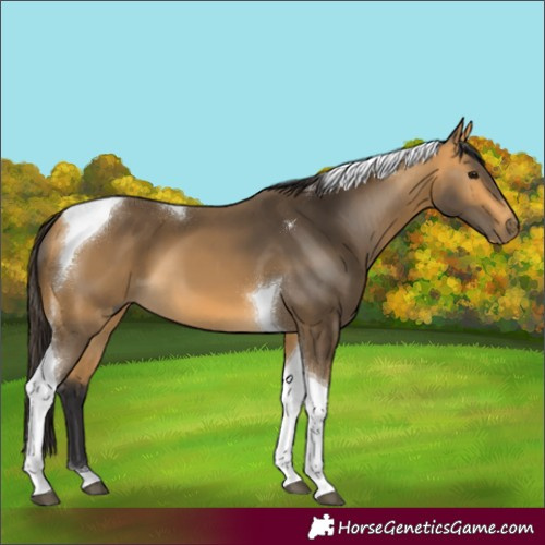 Horse Color:Buckskin Tobiano 