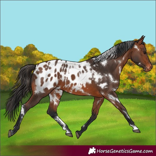 Horse Color:White Spotted Bay Appaloosa 